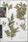 Foto von Salix myrsinifolia Salisb.
